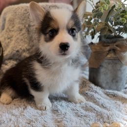 Cassian - Black and tan male Pembroke Welsh Corgi puppy in Battle Ground, Washington from Westbrooke Kennels