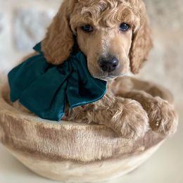 Bernedoodle, Goldendoodle, and Poodle Puppies from Central Valley Canine Companions