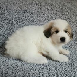Lucy - purple collar - White and badger female Great Pyrenees puppy in Monmouth, Maine from Flewelling Great Pyrenees