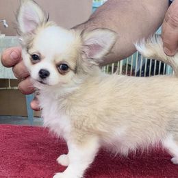 Chihuahuas and Italian Greyhounds from Giovel Kennels