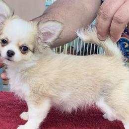 Chihuahuas and Italian Greyhounds from Giovel Kennels