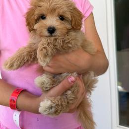 Mia - Apricot female Maltipoo puppy in Charles City, Virginia from Historic triangle doodles Charles City, Virginia