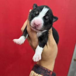 Aleu - Wolf sable female Pomsky puppy in Mc Callsburg, Iowa from SZ Rolling Acres LLC