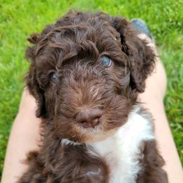 Alexis - Bernedoodle