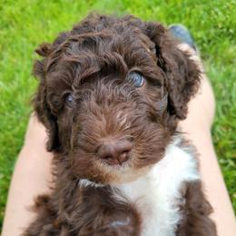 Alexis - Bernedoodle