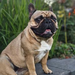 Margeaux - French Bulldog