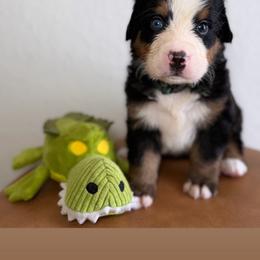 Dj - Tri-color male Bernese Mountain Dog puppy in Yuciapa, California from AlltheDoodlez_
