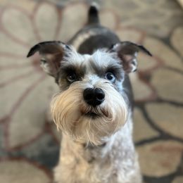 Pickles - Miniature Schnauzer