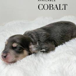 Cobalt - Blue and cream male Dachshund puppy in Redding, California from Jean & Mae Doxies