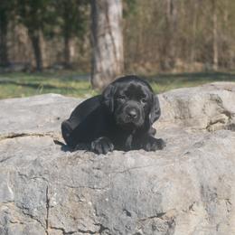 Aurora - Black Labrador Retriever puppy in Buffalo Valley, Tennessee from Buffalo Valley Breeders