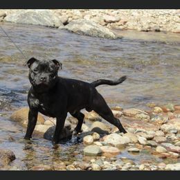 Dutch - Staffordshire Bull Terrier