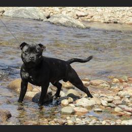 Dutch - Staffordshire Bull Terrier