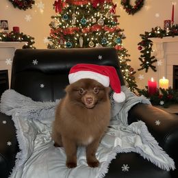 Pomeranian puppies from California Pom Paradise