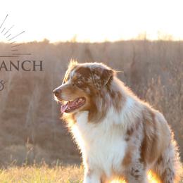 Australian Shepherds from SunSet Ranch Aussies