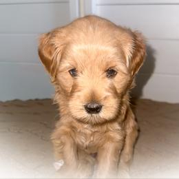 Tito - Apricot male Goldendoodle puppy in Garden Grove, California from Sunkissed Doodles