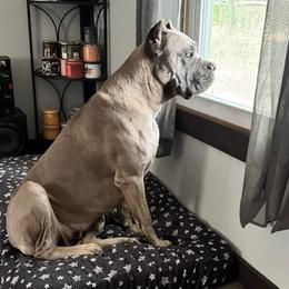 Davina - Cane Corso