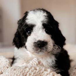 Rainier, Boy - Black and white male Bernedoodle puppy in Maricopa, Arizona from Desert Ridge Doodles