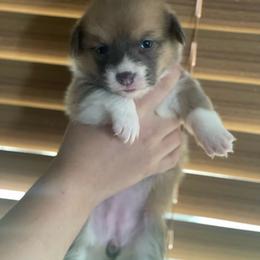 Female 1 - Sable female Pembroke Welsh Corgi puppy in Hueytown, Alabama from AAA Corgis