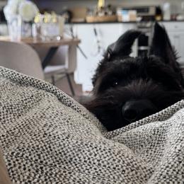 Giant Schnauzers from Raisingcockapoos