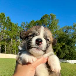 Scout - Red and white male American Corgi puppy in Florida from Sunrise Corgis