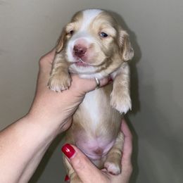 Dachshund Puppies from Saginaw Dachshunds