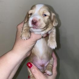 Dachshund Puppies from Saginaw Dachshunds