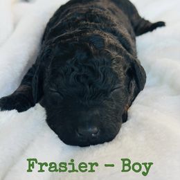 Frasier - Phantom male Bernedoodle puppy in Sherman, Illinois from Shirl Doodle Life