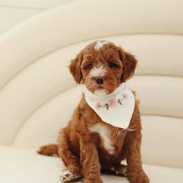Jasmine - Red  female Goldendoodle puppy in Rio Linda, California from GoldendoodlePaw