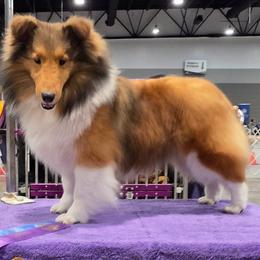 "Cherry" - Shetland Sheepdog