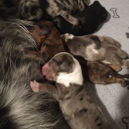 Charly - Dapple female Dachshund puppy in Annandale, Minnesota from Weiners on a Hill