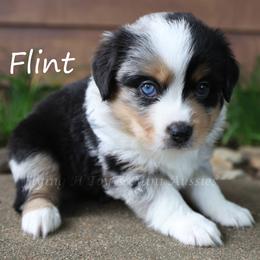 Flint - Blue merle male Miniature American Shepherd puppy in Godley, Texas from Flying H Toy and Mini Aussies