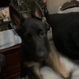 German Shepherd Puppies from KVA Shepherds