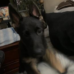 German Shepherd Puppies from KVA Shepherds
