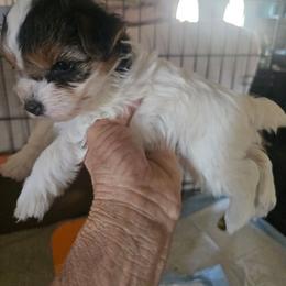Babty girl - Parti female Yorkshire Terrier puppy in Yucca Valley, California from Deborah Punjak's Yorkshire Terriers