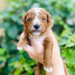 Freddy - Red  male Goldendoodle puppy in Naples, Florida from Paradise Coast Doodles