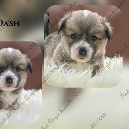 Dash - Sable male Pembroke Welsh Corgi puppy in Charleroi, Pennsylvania from Twilight Hollow Corgis