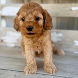 Nutmeg (Meg) - Golden female Cockapoo puppy in Preston, Idaho from Shaffer Top Notch Puppies