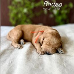 Rodeo (Orange) - Apricot male Goldendoodle puppy in Hutto, Texas from Crystal's Goldendoodles
