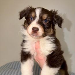 Klaus - Red tri-color male Australian Shepherd puppy in Anniston, Alabama from All Hale Aussies