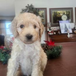 Flurry - Parti male Goldendoodle puppy in Kenosha, Wisconsin from Madden Golden Doodles