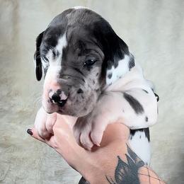Great Dane Puppies from North Cedar Danes