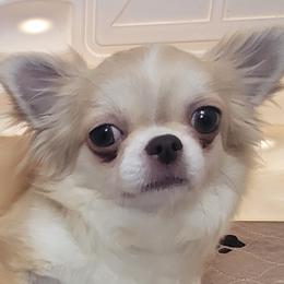 7DC Muffin - Chihuahua