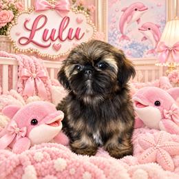 Imperial Lulu - Gold female Shih Tzu puppy in Shawnee, Oklahoma from Black Velvet Shih Tzu