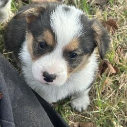 Boy 1 - Black and tan male Pembroke Welsh Corgi puppy in Honey Grove, Texas from JK Ranch Corgis