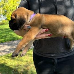Cane Corso Puppies from PNW Cane Corsos