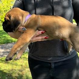 Cane Corso Puppies from PNW Cane Corsos