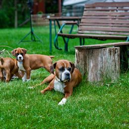 Boxer Puppies from Chippewa Valley Boxers