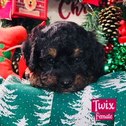 Twix - Tri-color female Bernedoodle puppy in Beecher, Illinois from Erica’s Doodles