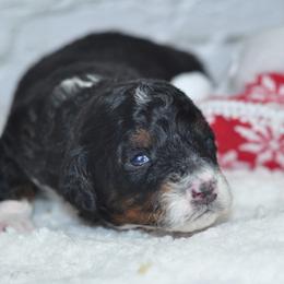 Spruce - Tri-color male Bernedoodle puppy in Moulton, Iowa from Shondel Puppy Paws