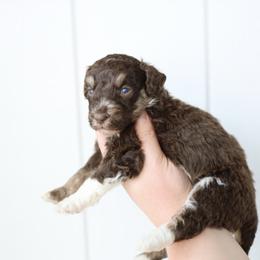 Girl 2 - Red tri-color female Aussiedoodle puppy in Omro, Wisconsin from Crystal Ridge Doodles